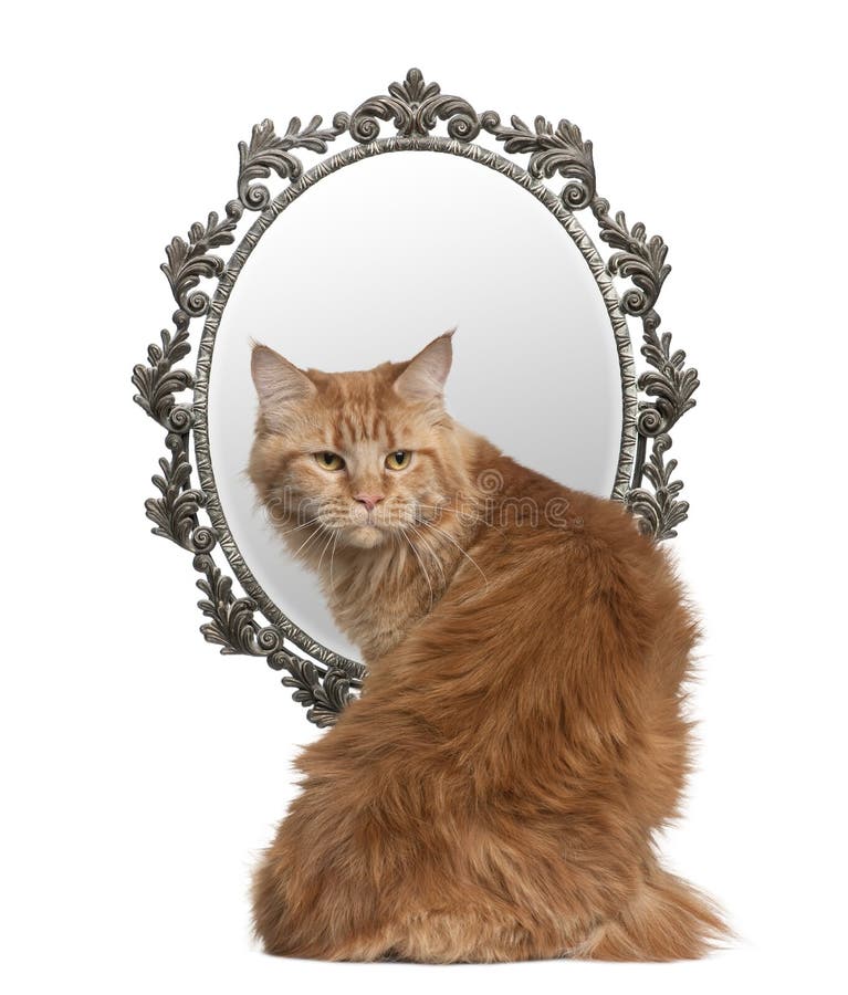 Gatto che guarda indietro con uno specchio nella priorità bassa immagine stock libera da diritti Gatto che guarda indietro con uno specchio nella priorità bassa immagine stock libera da diritti