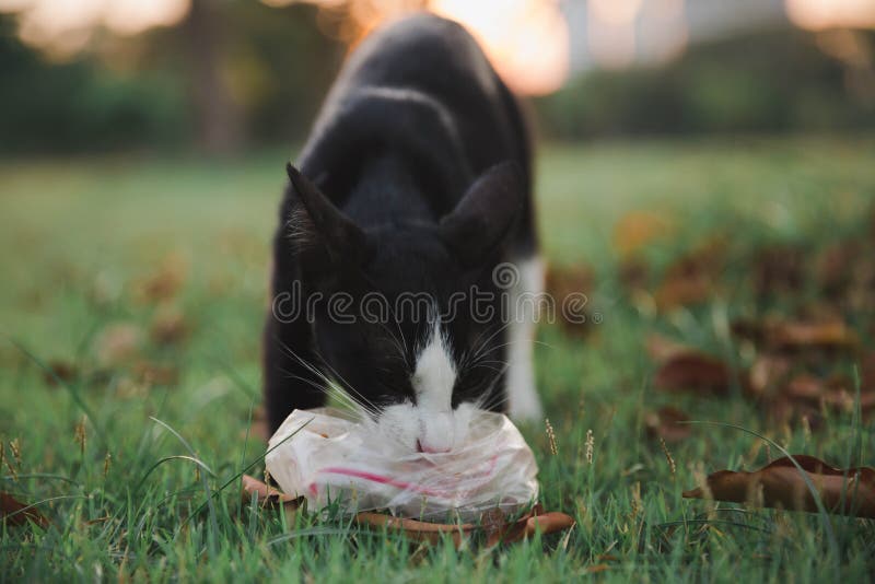 Gatto che mangia alimento immagini stock Gatto che mangia alimento immagini stock