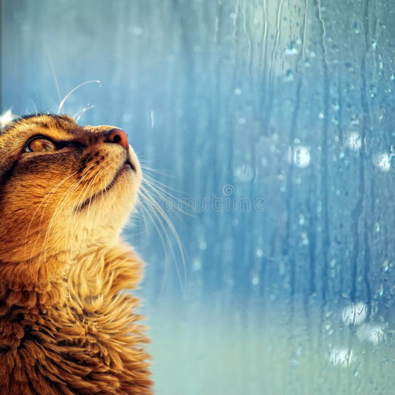 Gatto che osserva in una finestra immagine stock Gatto che osserva in una finestra immagine stock