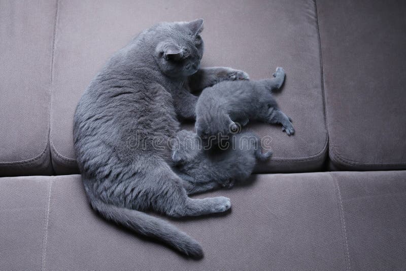 Gatto che prende cura dei suoi gattini sullo strato immagini stock libere da diritti Gatto che prende cura dei suoi gattini sullo strato immagini stock libere da diritti