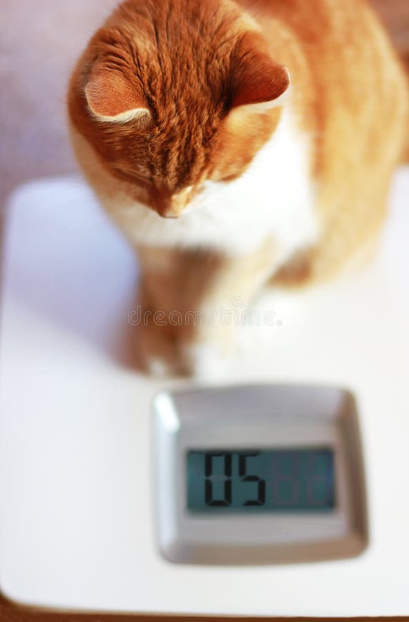 Gatto che si siede sulle scale personali, avendo un occhio sul suo peso corporeo immagini stock libere da diritti Gatto che si siede sulle scale personali, avendo un occhio sul suo peso corporeo immagini stock libere da diritti