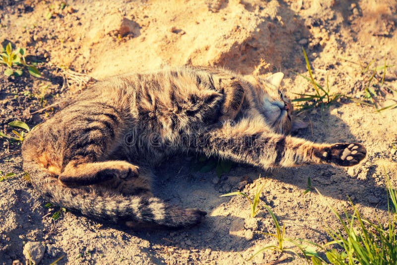 Gatto che si trova sulla sabbia sulla strada non asfaltata fotografia stock libera da diritti Gatto che si trova sulla sabbia sulla strada non asfaltata fotografia stock libera da diritti