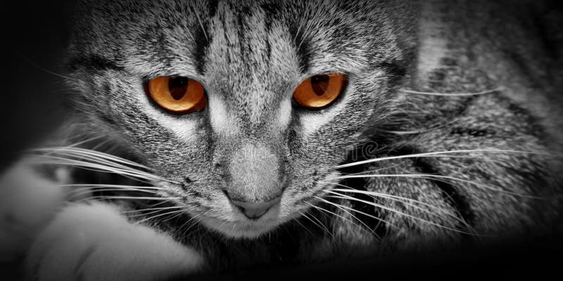 Gatto con gli occhi d'ardore rossi spaventosi