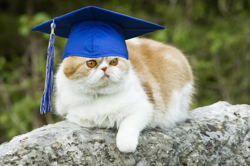 Gatto con il cappello di graduazione