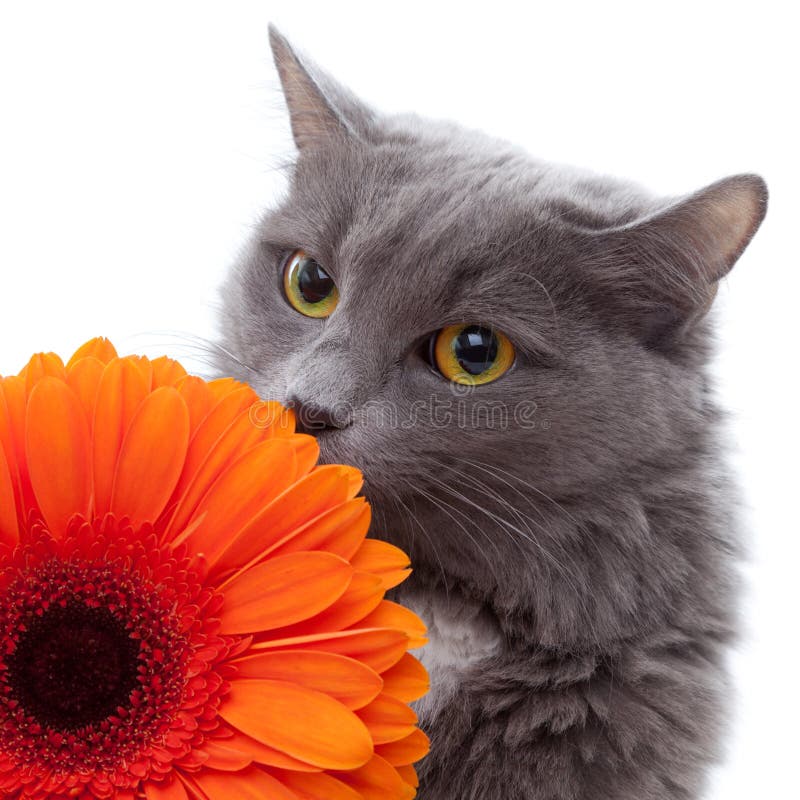Gatto con il fiore fotografie stock libere da diritti Gatto con il fiore fotografie stock libere da diritti