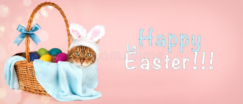 Gatto con orecchie da coniglio in un cestino con uova di Pasqua fotografia stock libera da diritti
