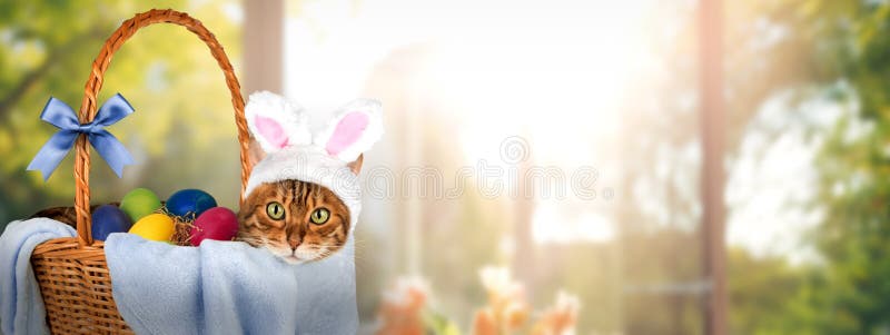 Gatto con orecchie da coniglio in un cestino con uova di Pasqua immagine stock libera da diritti
