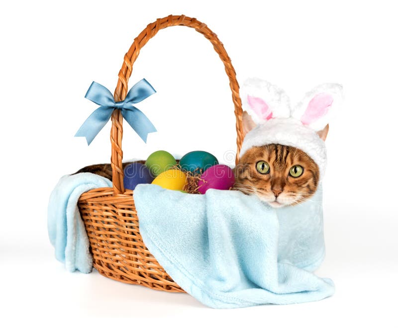 Gatto con orecchie da coniglio in un cestino con uova di Pasqua fotografia stock