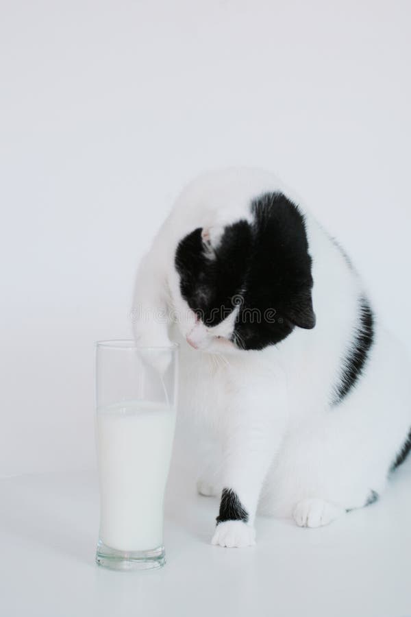 Gatto curioso con vetro di latte