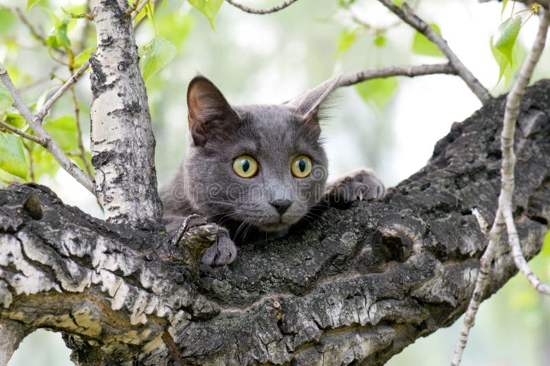 Gatto curioso su un albero