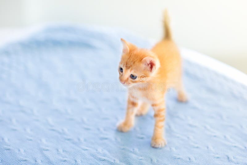 Gatto del bambino Gattino dello zenzero che gioca a casa immagine stock libera da diritti Gatto del bambino Gattino dello zenzero che gioca a casa immagine stock libera da diritti