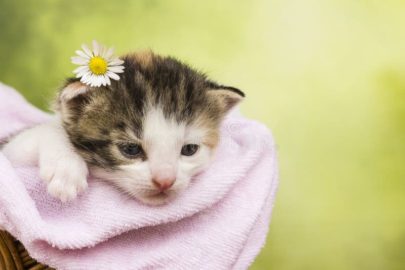 Gatto del gattino che si siede in un canestro fotografie stock libere da diritti Gatto del gattino che si siede in un canestro fotografie stock libere da diritti