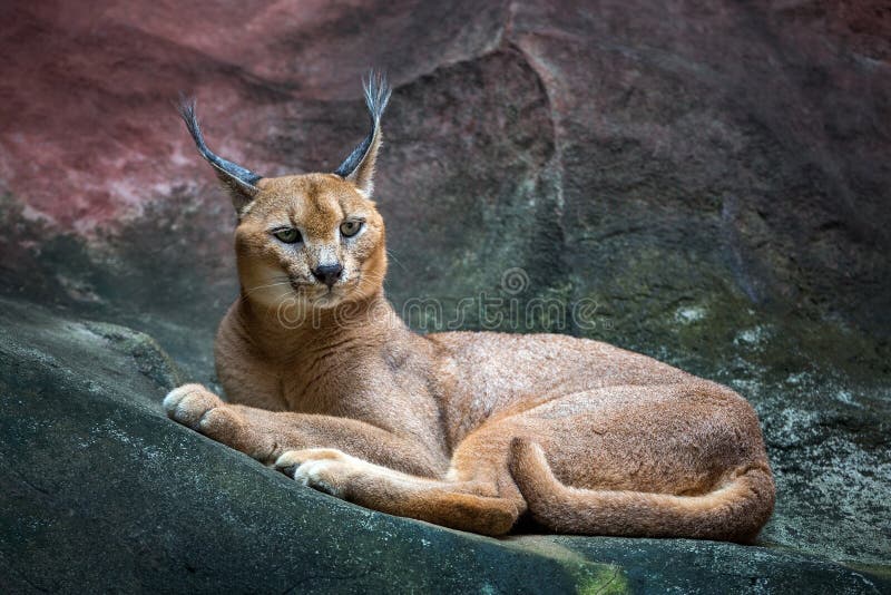 Gatto del lince di Caracal che riposa su un roccioso fotografia stock libera da diritti Gatto del lince di Caracal che riposa su un roccioso fotografia stock libera da diritti