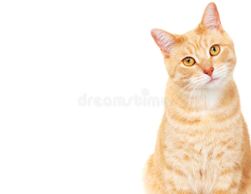 Ginger Cat isolated over white background. Animal portrait. Ginger Cat isolated over white background. Animal portrait.