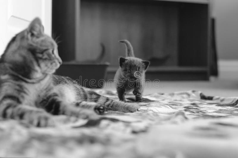 Gatto della madre ed il suo gattino che fanno la sua prima passeggiata fotografia stock Gatto della madre ed il suo gattino che fanno la sua prima passeggiata fotografia stock