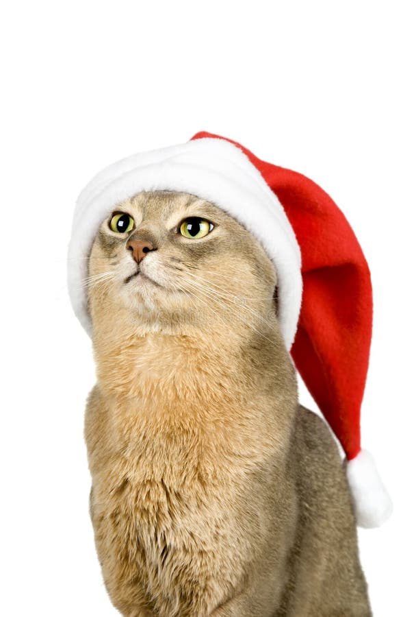 Gatto di Abssinian in cappello della Santa isolato su bianco immagini stock libere da diritti Gatto di Abssinian in cappello della Santa isolato su bianco immagini stock libere da diritti
