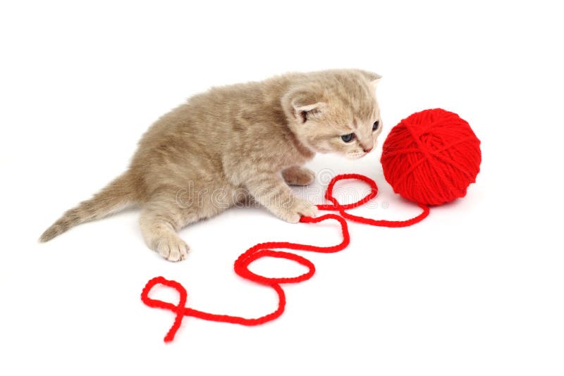 Gatto di amore immagini stock libere da diritti Gatto di amore immagini stock libere da diritti