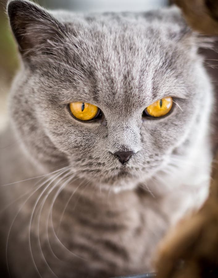 Gatto di Britannici Shorthair con pelliccia blu e grigia fotografie stock Gatto di Britannici Shorthair con pelliccia blu e grigia fotografie stock