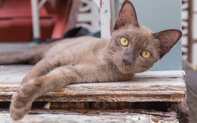 Gatto di Brown che si trova su un pavimento di legno immagine stock Gatto di Brown che si trova su un pavimento di legno immagine stock