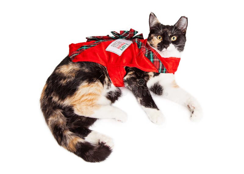 Gatto di calicò del regalo di Natale immagine stock libera da diritti Gatto di calicò del regalo di Natale immagine stock libera da diritti