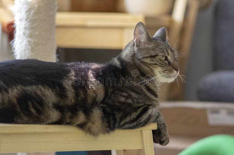 Gatto di marmo domestico che si siede sul panchetto di legno, fronte sveglio del gattino, occhi di stupore della calce immagine stock Gatto di marmo domestico che si siede sul panchetto di legno, fronte sveglio del gattino, occhi di stupore della calce immagine stock