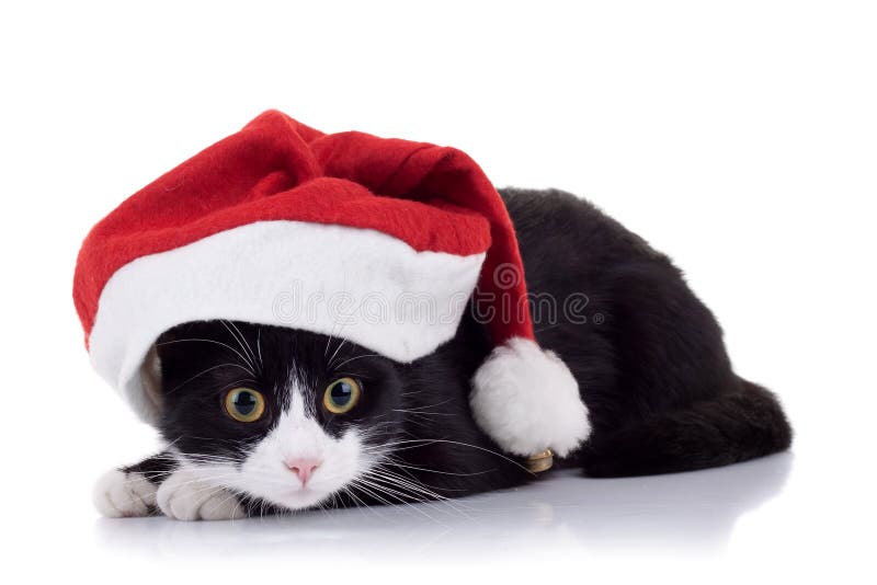 Gatto di natale fotografia stock libera da diritti Gatto di natale fotografia stock libera da diritti