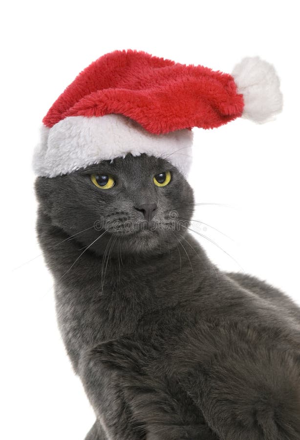 Gatto di Natale - Gray Cat Santa, isolato immagini stock libere da diritti Gatto di Natale - Gray Cat Santa, isolato immagini stock libere da diritti