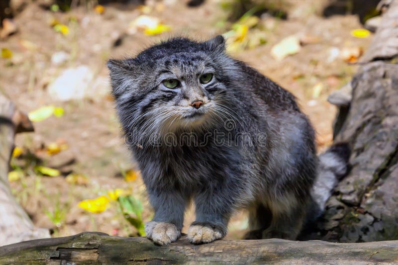 Gatto di PallasÂ, manul di Otocolobus immagini stock Gatto di PallasÂ, manul di Otocolobus immagini stock