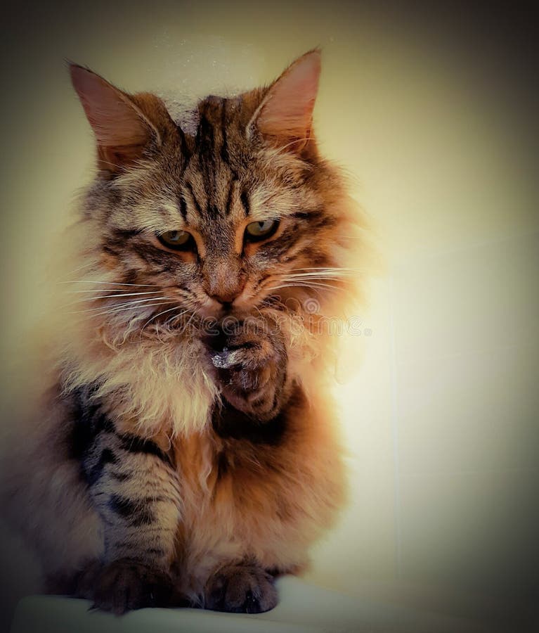 Gatto di procione lavatore di Maine con le bolle sulla testa e sulla zampa immagine stock libera da diritti Gatto di procione lavatore di Maine con le bolle sulla testa e sulla zampa immagine stock libera da diritti