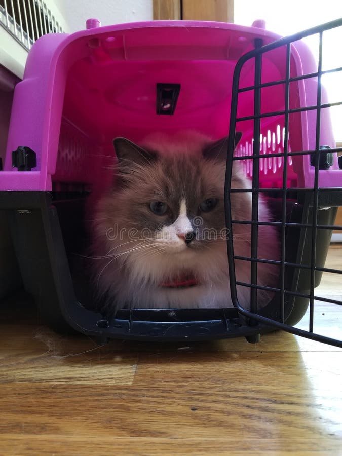 Gatto di Ragdoll in un trasportatore immagini stock Gatto di Ragdoll in un trasportatore immagini stock