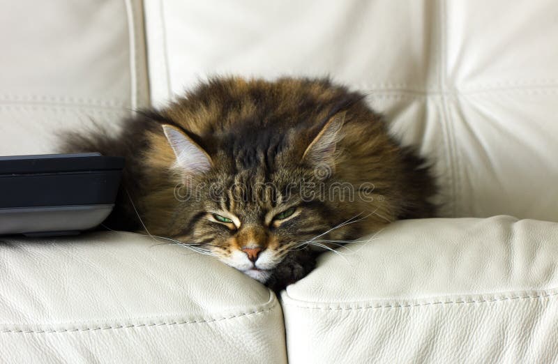 Gatto di sonno Maine Coon immagine stock Gatto di sonno Maine Coon immagine stock