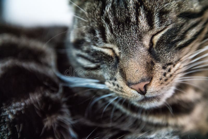 Gatto di soriano stanco che dorme su un sofà fotografia stock libera da diritti Gatto di soriano stanco che dorme su un sofà fotografia stock libera da diritti