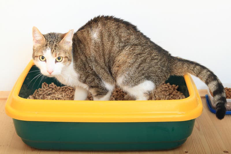 Gatto di soriano sul cestino per i rifiuti immagine stock Gatto di soriano sul cestino per i rifiuti immagine stock
