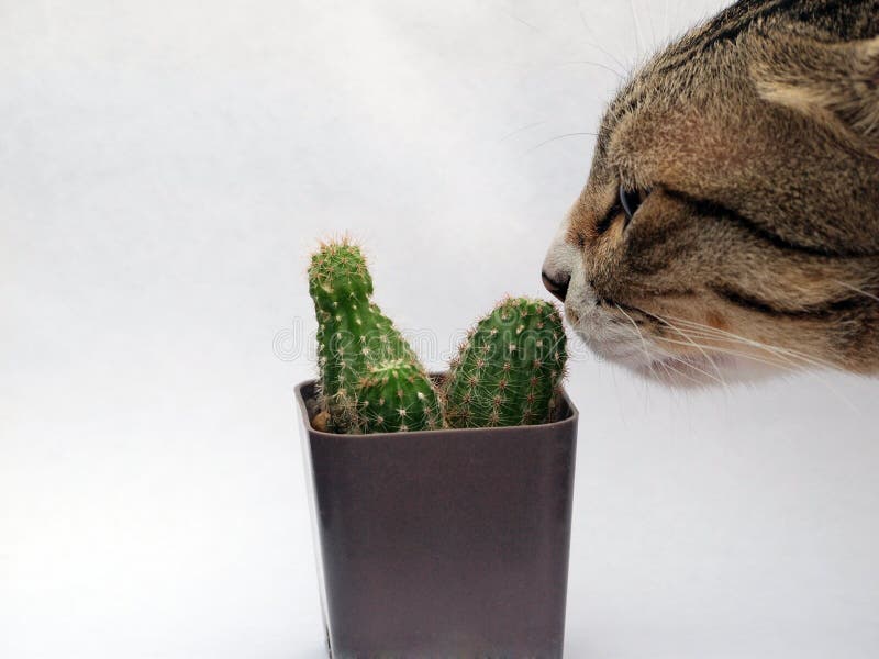 Gatto di soriano sveglio che odora al piccolo cactus immagini stock libere da diritti Gatto di soriano sveglio che odora al piccolo cactus immagini stock libere da diritti