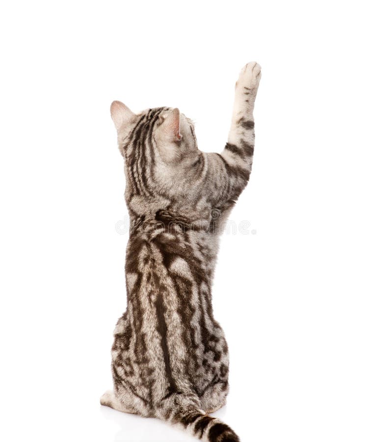 Gatto di tabby allegro Vista posteriore Isolato su priorità bassa bianca fotografie stock