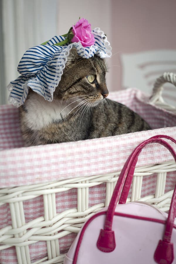Gatto dolce. Gatto sveglio in retro cestino con il cofano sulla sua testa
