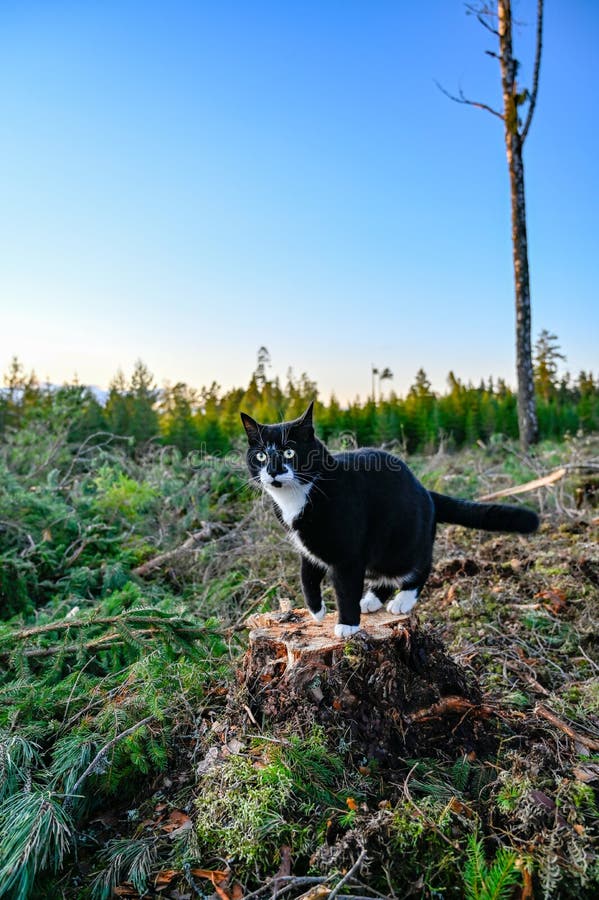 gatto domestico seduto su una massa in una zona di taglio fotografia stock gatto domestico seduto su una massa in una zona di taglio fotografia stock