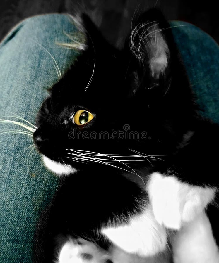 gatto dorato dell'occhio immagine stock libera da diritti gatto dorato dell'occhio immagine stock libera da diritti