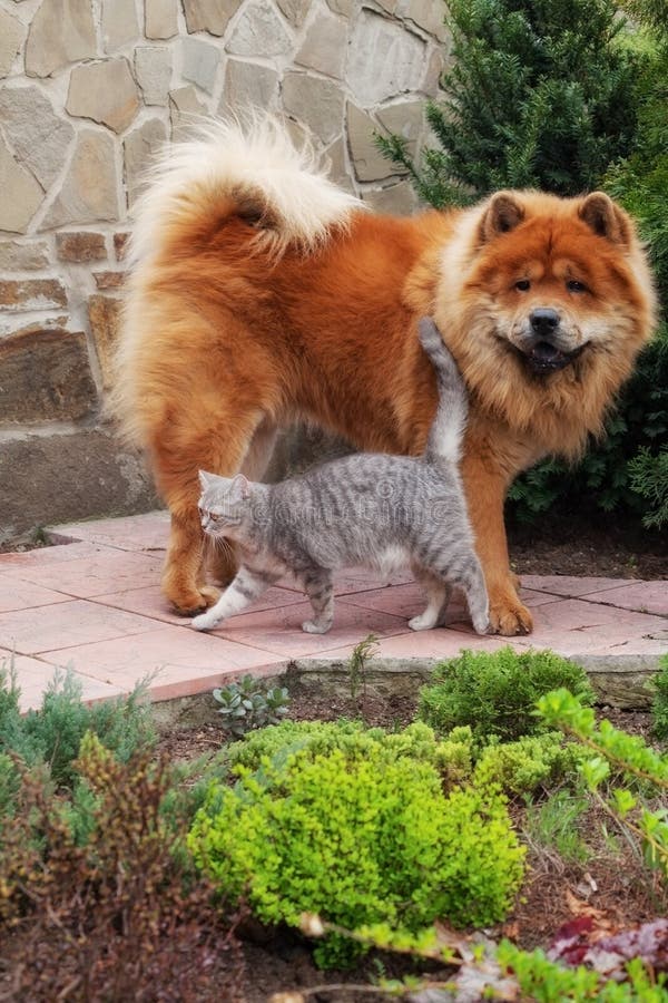  Gatto e cane fotografia stock libera da diritti