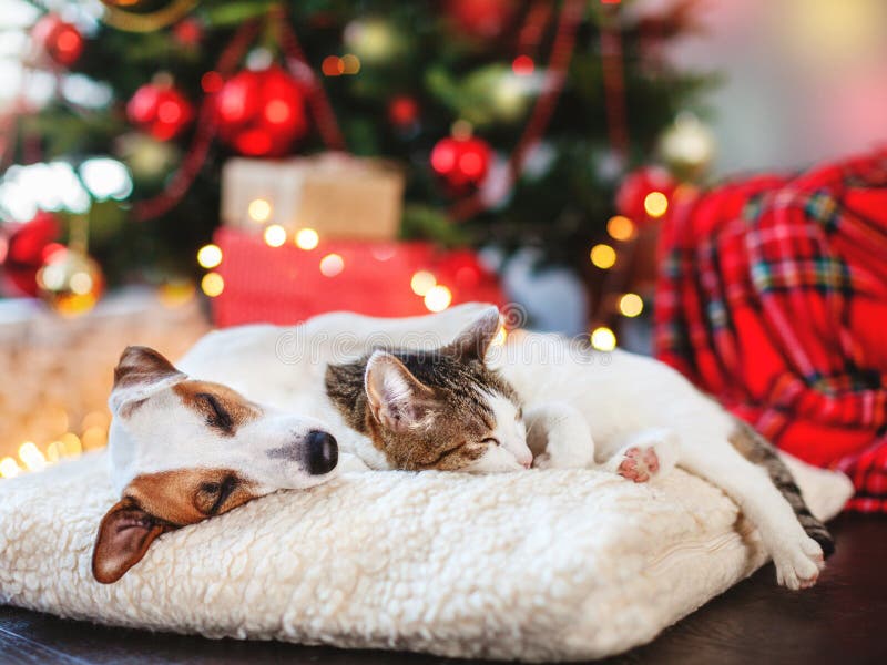 Cat and dog sleeping under christmas tree. Pets friends. Happy New Year. Cat and dog sleeping under christmas tree. Pets friends. Happy New Year