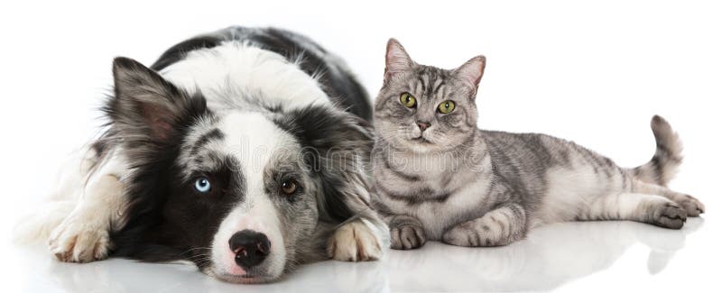 Gatto e cane che si trovano sul fondo bianco immagine stock Gatto e cane che si trovano sul fondo bianco immagine stock