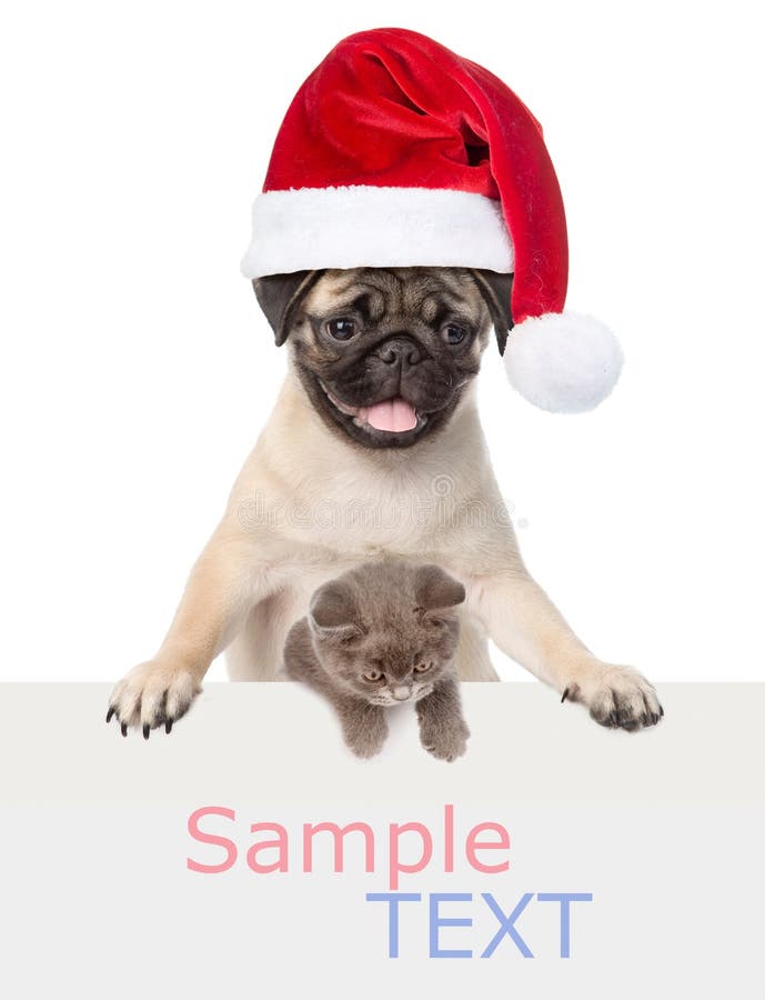 Gatto e cane con il cappello rosso di Santa Claus sopra l'insegna bianca Isolato su bianco immagini stock libere da diritti Gatto e cane con il cappello rosso di Santa Claus sopra l'insegna bianca Isolato su bianco immagini stock libere da diritti