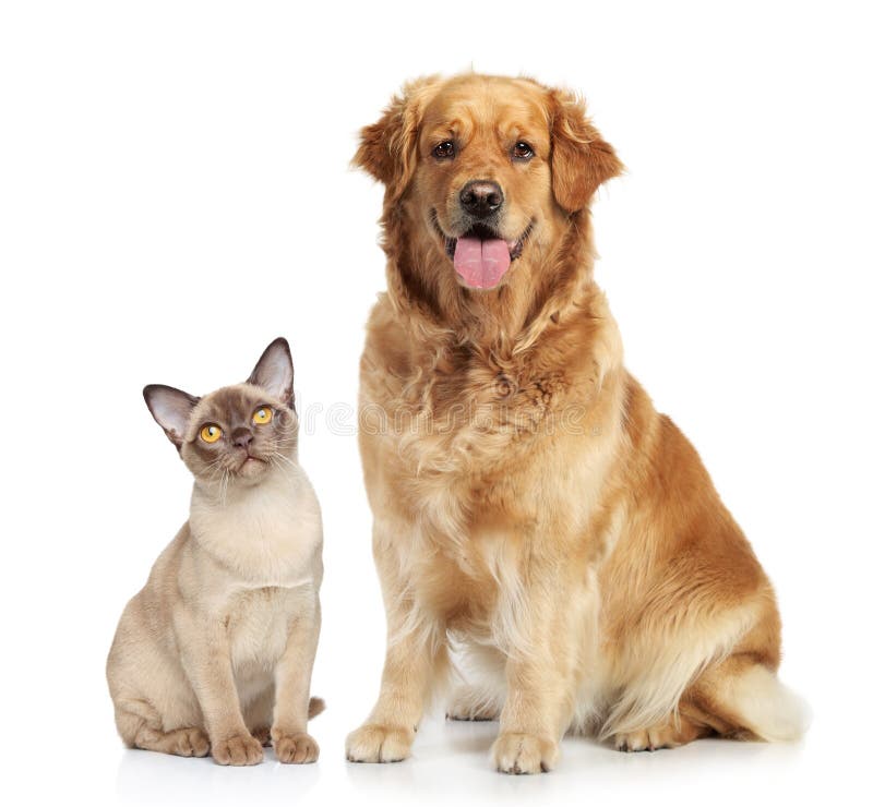 Cat and dog together on a white background. Cat and dog together on a white background