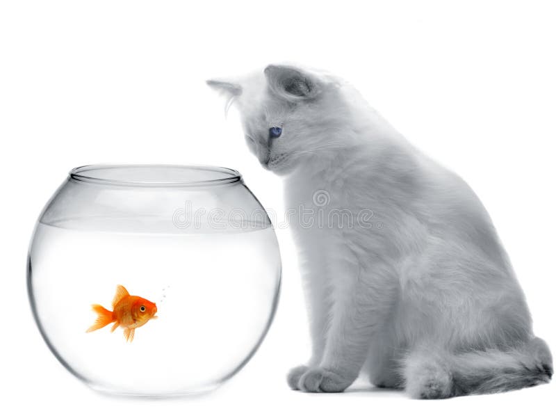 Gatto e un pesce dell'oro fotografie stock Gatto e un pesce dell'oro fotografie stock
