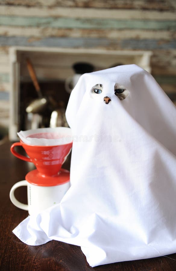 Gatto favorito divertente in costume del fantasma bianco con la tazza e il purover rosso del caffè Produrre caffè americano per H immagine stock Gatto favorito divertente in costume del fantasma bianco con la tazza e il purover rosso del caffè Produrre caffè americano per H immagine stock