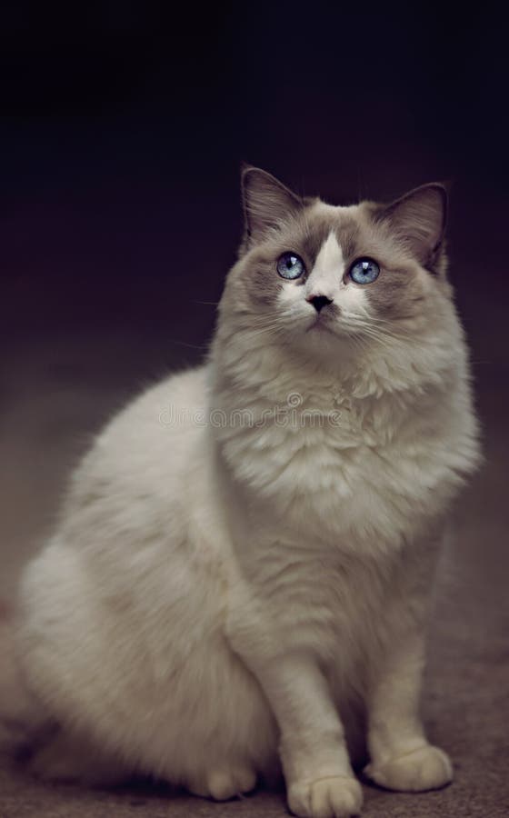 Gatto femminile bianco del gatto del ragdoll degli occhi azzurri bello Gatto femminile bianco del gatto del ragdoll degli occhi azzurri bello