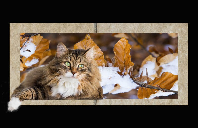Gatto femminile del soriano marrone sveglio della razza siberiana in una cornice dell'autunno fotografie stock libere da diritti Gatto femminile del soriano marrone sveglio della razza siberiana in una cornice dell'autunno fotografie stock libere da diritti