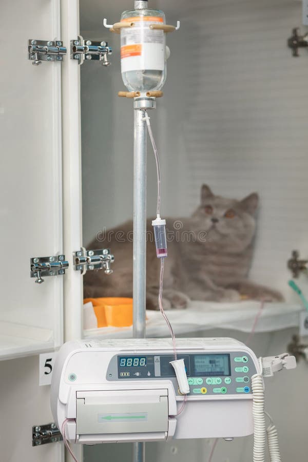 Gatto in gabbia dell'icu in una clinica veterinaria sulla flebo.