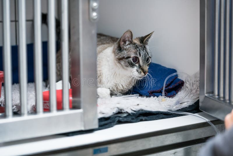 Gatto in gabbia di ICU in clinica animale veterinaria sul gocciolamento