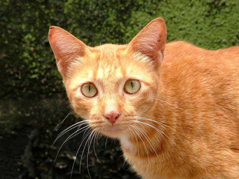 Download Gatto giallo immagine stock. Immagine di animale, sguardo - 218863